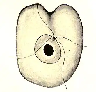 Collodictyon, mit Zellkern und vier Geißeln (rückseitige Ansicht)[5]