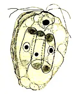 Collodictyon, das sich drei Scenedesmus-Zellen einverleibt hat[5]