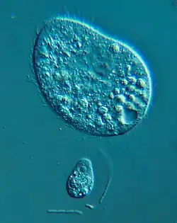 C. cucullus und Monas guttula