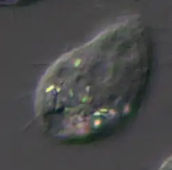 C. steini mit Kristallen