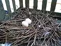 Nest mit zwei Eiern