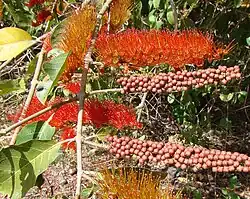 Combretum fruticosum ist ein wichtiger Nektarlieferant für den Schwarzkopftamarin