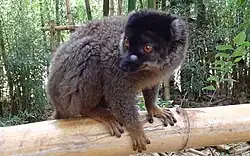 Brauner Maki Eulemur fulvus[12]