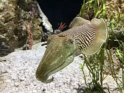 Gewöhnlicher Tintenfisch