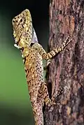 Calotes versicolor, Thailand