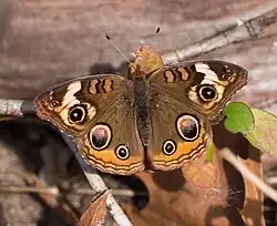 Junonia coenia mit gelblichem Bereich am Vorderflügelaugenfleck