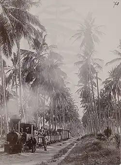 Palmenplantage in Coalane