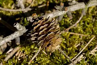 Lärchenzapfen