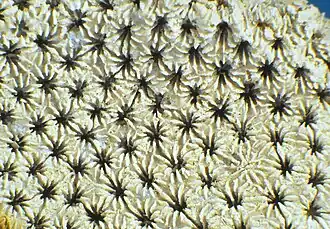 Convexastrea sexradiata