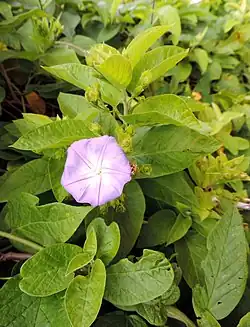 Convolvulus massonii