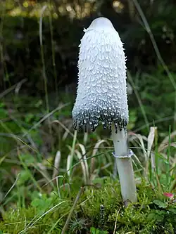 Schopf-Tintling (Coprinus comatus)