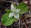 Cornus canadensis
