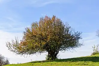 St. Veit an der Gölsen