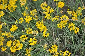 Binsenartige Kronwicke (Coronilla juncea)