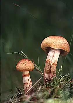 Geschmückter Gürtelfuß (Cortinarius armillatus)