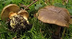 2025 Schwarzgrüner Klumpfuß