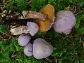 Lila Dickfuß (Cortinarius traganus)