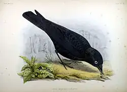 Farbzeichnung einer schwärzlichen Elsterdohle