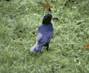 Video einer feldernden Saatkrähe