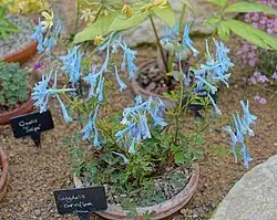 Chinesische Art im botanischen Garten, Harlow Carr – North Yorkshire, in Kultur im Topf in der Lebendpflanzen-Sammlung