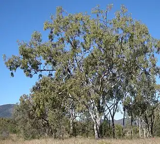 Ghost Gums (Corymbia dallachiana)