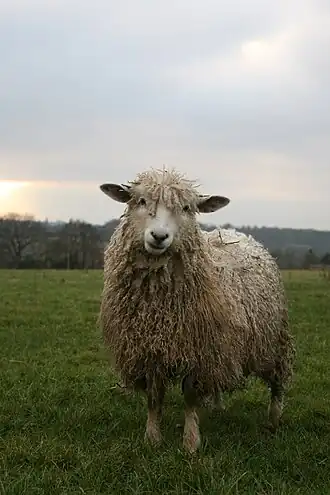 Cotswold-Schaf