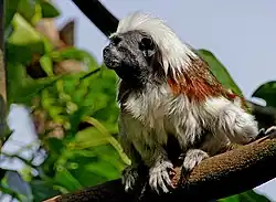 Lisztaffe (Saguinus oedipus)