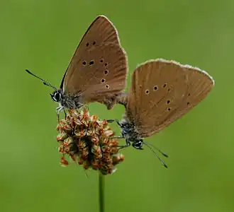 Dunkler Wiesenknopf-Ameisenbläuling