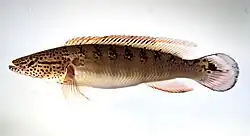 Stromlinienförmig, Crenicichla lenticulata