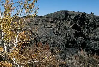 Amerikanische Zitterpappel vor Lava