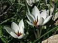 Crocus hyemalis (F)