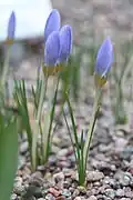 Crocus abantensis (F)