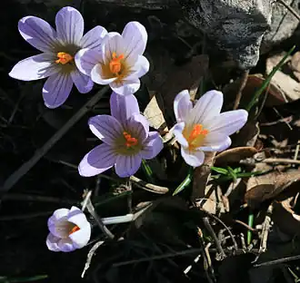 Crocus versicolor (F)