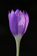 Crocus autranii (H)