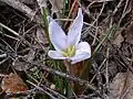 Crocus carpetanus