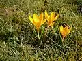Crocus flavus subsp. flavus
