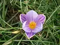 Crocus imperati 'De Jager' Innenseite der Blume
