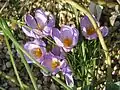 Crocus kosaninii (F)