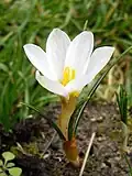 Crocus malyi (F)