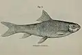 Crossocheilus diplochilus (Heckel, 1838) illustriert von Reginald Beavan