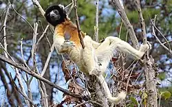 Kronensifaka Propithecus coronatus[14]