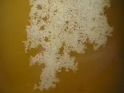 Kristallisierter Honig