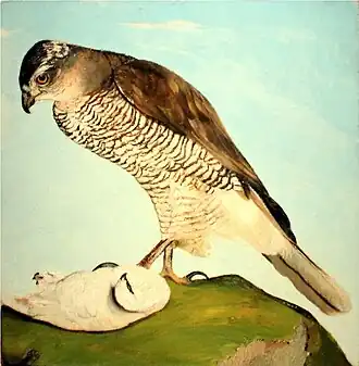 „Der Habicht und das Schneehuhn“ (ungar.: Héja hófajddal), Öl auf Karton, 1893, Bestand Csontváry Múzeum, Pécs