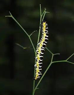 Raupe des Lattich-Mönchs an Hasenlattich