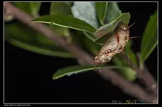 Puppe vor dem Schlüpfen