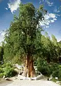 Untergattung Cupressus: Tibet-Zypresse (Cupressus gigantea)