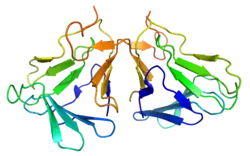 Curculin-1 (Curculigo latifolia)