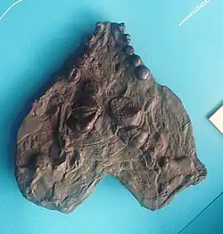 Unterseite eines C. hildegardis Schädel