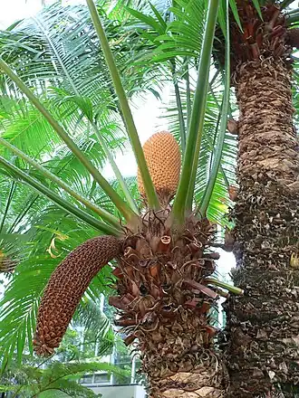 Cycas circinalis, Cycadaceae, Palmfarne (Cycadopsida), mit einem jungen zapfenförmigen Blütenstand und einem verholzten hängenden Zapfen