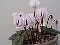 Cyclamen coum subsp. coum f. albissimum Sorte ‘Lake Effect’ (weiße Blüten ohne dunkle Zeichnung)